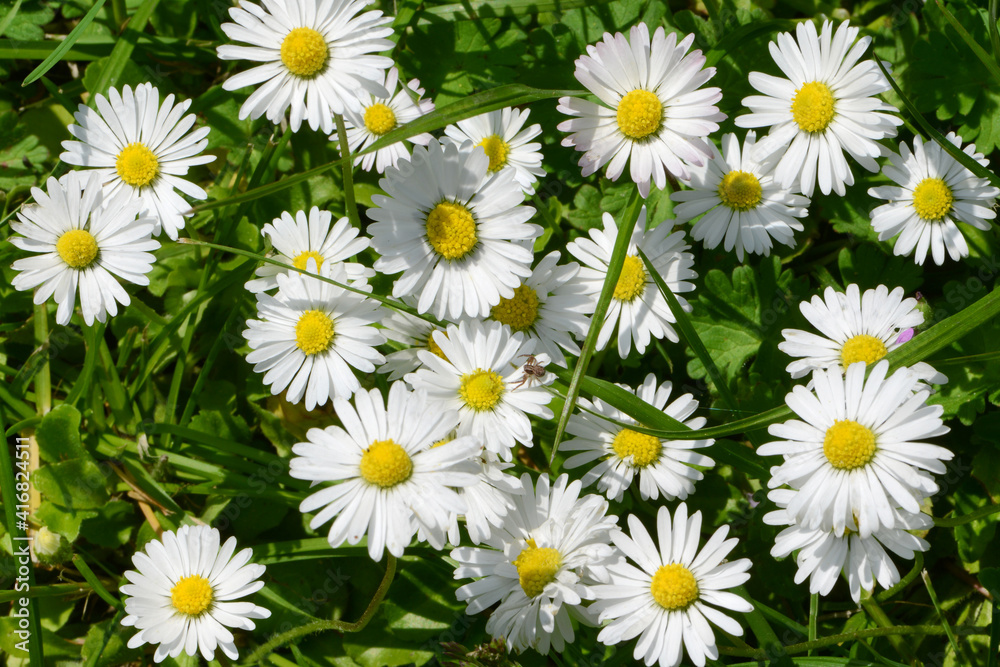 Frühling 565