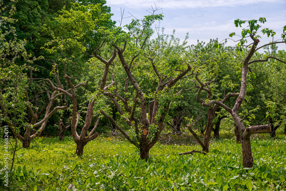 Rejuvenating pruning of old apple trees in the garden Rejuvenating pruning of old apple trees in the garden
