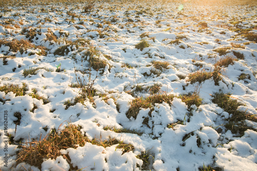 Dry grass in the evening at sunset under the snow in winter. Dry grass in the evening at sunset under the snow in winter.