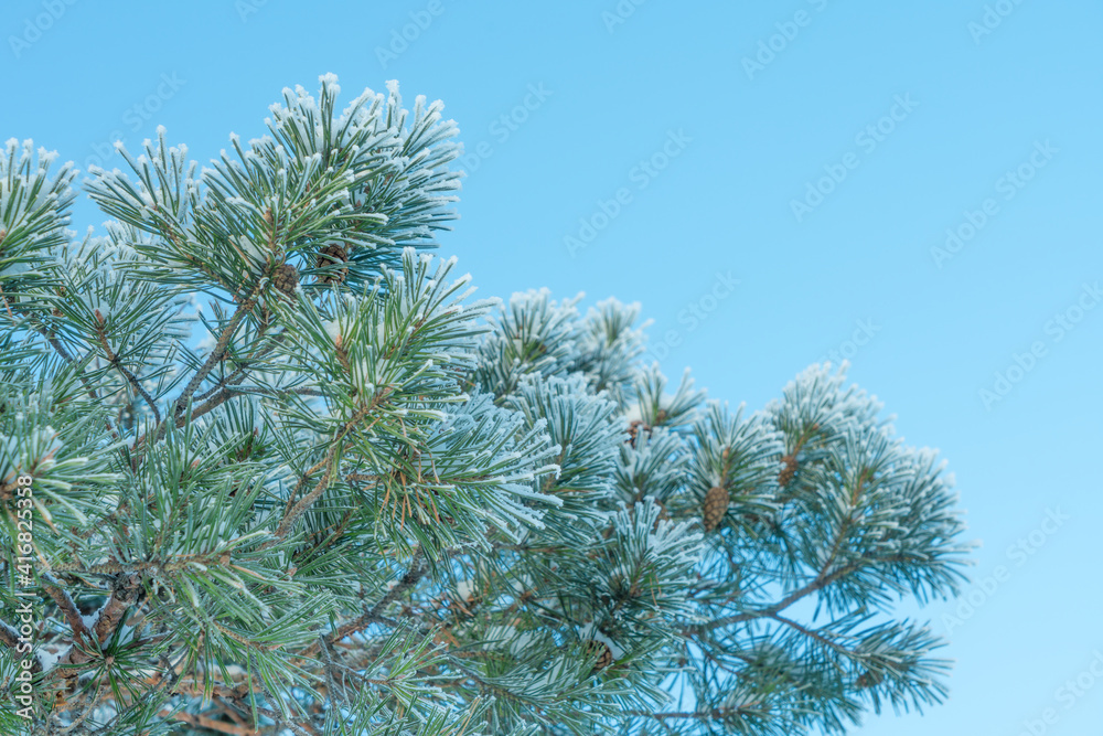 Fir tree branch with cones under the snow frost on a background of blue sky, winter tree with copy space Fir tree branch with cones under the snow frost on a background of blue sky, winter tree with copy space