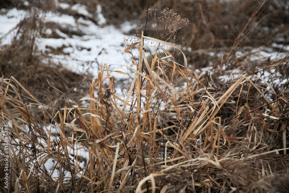 Fototapeta premium Dry grass under the snow in winter.