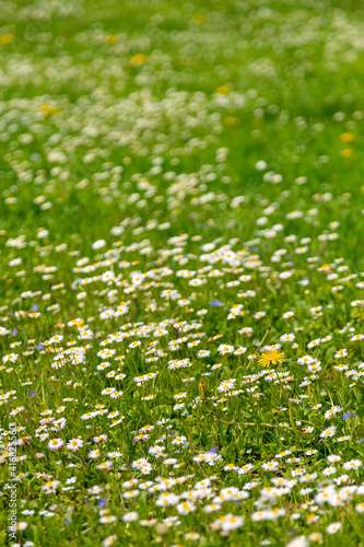 Blooming lawn with meadow daisies