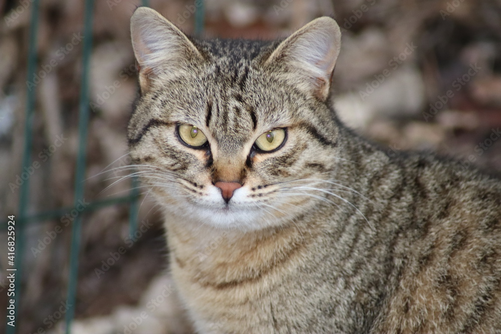 portrait of a cat