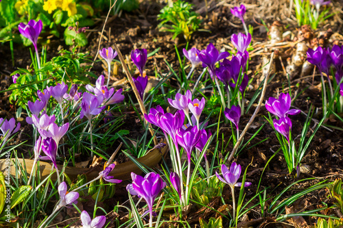 26 February 2021 A bed of crocuses in early spring growth with flower heads opened.