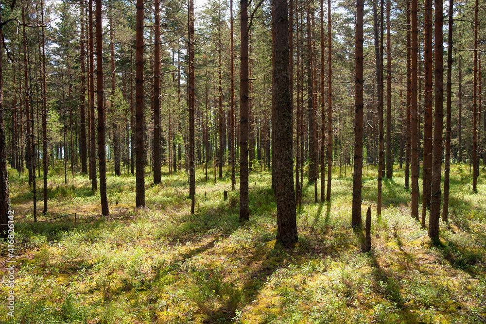 Morning in pine forest