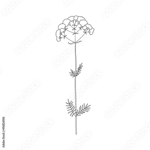 Vector line hand drawn illustration with Valerian officinalis. Minimalist Flower, herb and medicinal plant. Wildflower for logo design, tattoo, postcard