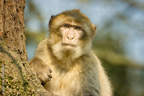Barbary Macaque sitting in a tree at Monkey world zoo © jlcst