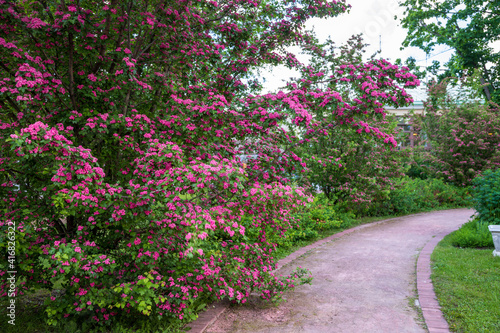 Amazing spring flowering shrubs in the garden. Alley of the blossoming scarlet hawthorn. Crataegus laevigata 'Rosea Flore Pleno'