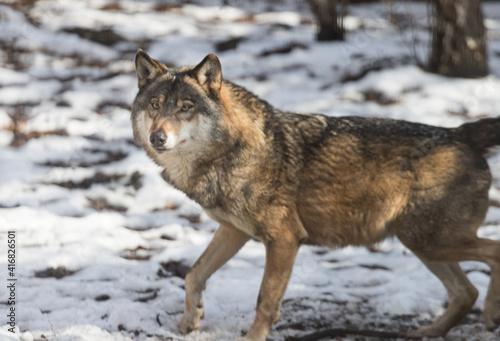Wolf in winter scenery. Wild dog. © PhotoHunter