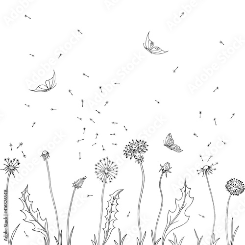 Dandelions. Fly seeds of dandelion. Vector illustration of a sketch. Summer background with flowers and butterfly.