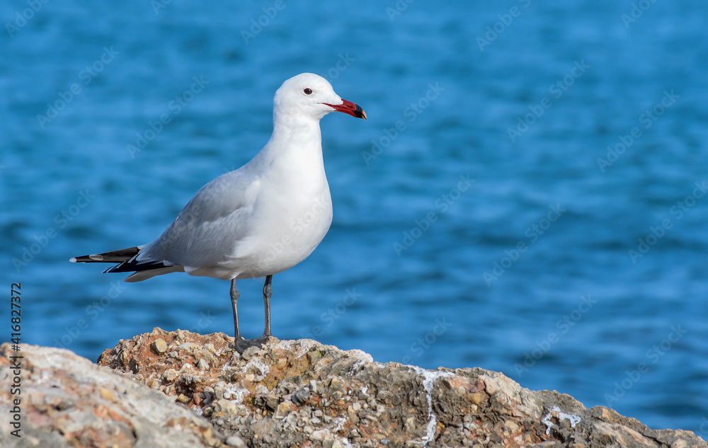 seagull on rock seagull on rock