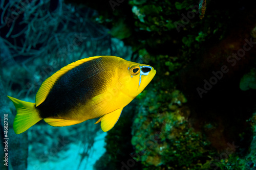 Shy Hamlet (Hypopletrus guttavarius) Hol Chan Marine Preserve, Belize Barrier Reef-2nd Largest in the World