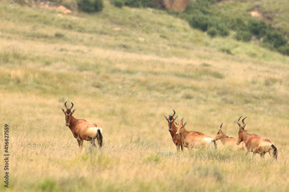 Antilope, Drakensberg, Southern African, JAR Antilope, Drakensberg, Southern African, JAR