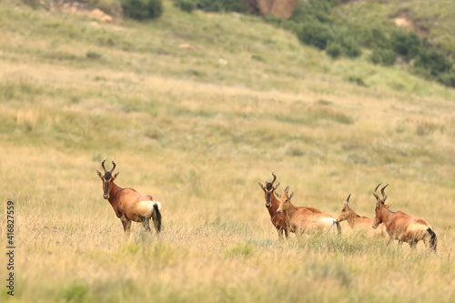 Antilope, Drakensberg, Southern African, JAR