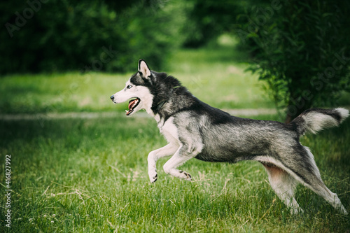 Siberian Husky Dog Funny Fast Running Outdoor In Summer Park