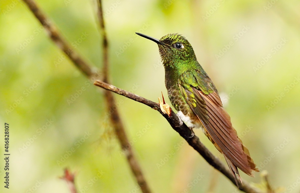 Fototapeta premium Buff-tailed coronet (Boissonneaua flavescens) Ecuador