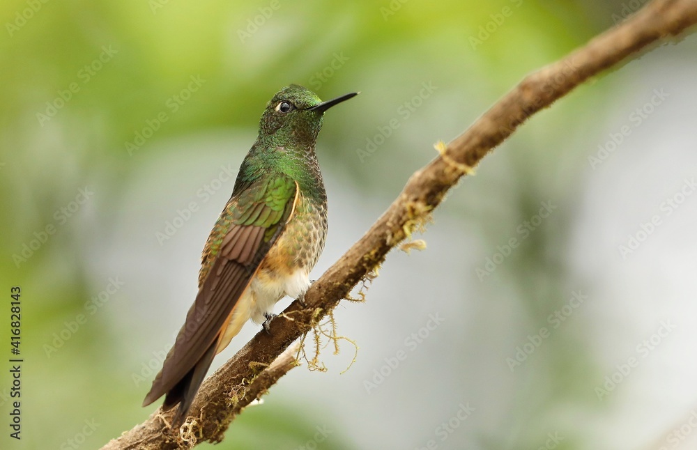 Buff-tailed coronet (Boissonneaua flavescens) Ecuador Buff-tailed coronet (Boissonneaua flavescens) Ecuador