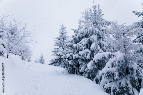 Beautiful scenic snowy landscape  White spruce and pine trees under snow  forest nature background  Frosty foggy winter day at Jested mountain  Liberec District  Czech Republic