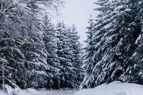 Beautiful scenic snowy landscape, White spruce and pine trees under snow, forest nature background, Frosty foggy winter day at Jested mountain, Liberec District, Czech Republic © AnnaRudnitskaya
