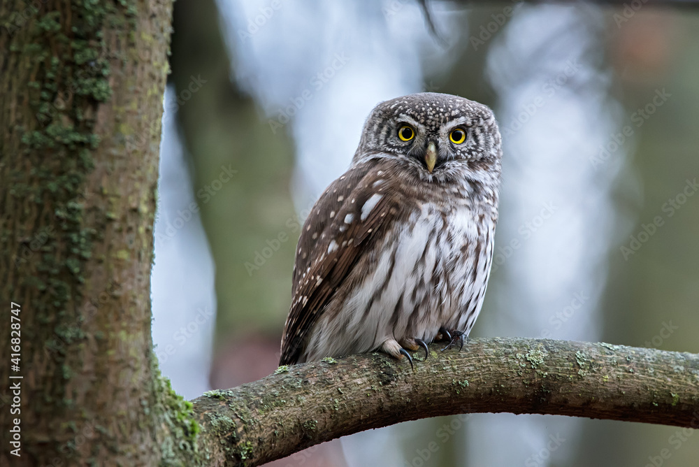 Pigmy owl Pigmy owl