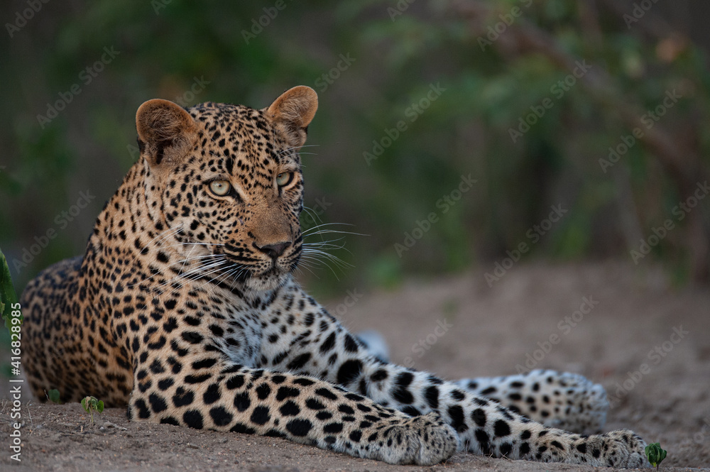 Fototapeta premium A female leopard seen on a safari in South Africa