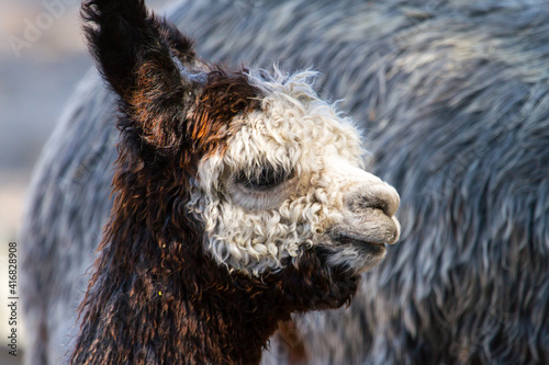 Photography Close-up of a cute baby Alpaca.