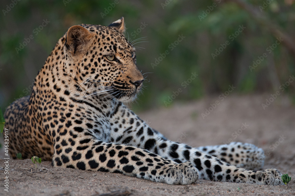 A female leopard seen on a safari in South Africa A female leopard seen on a safari in South Africa