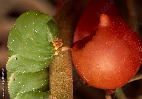 Tomato caterpillar eating on a branch photo