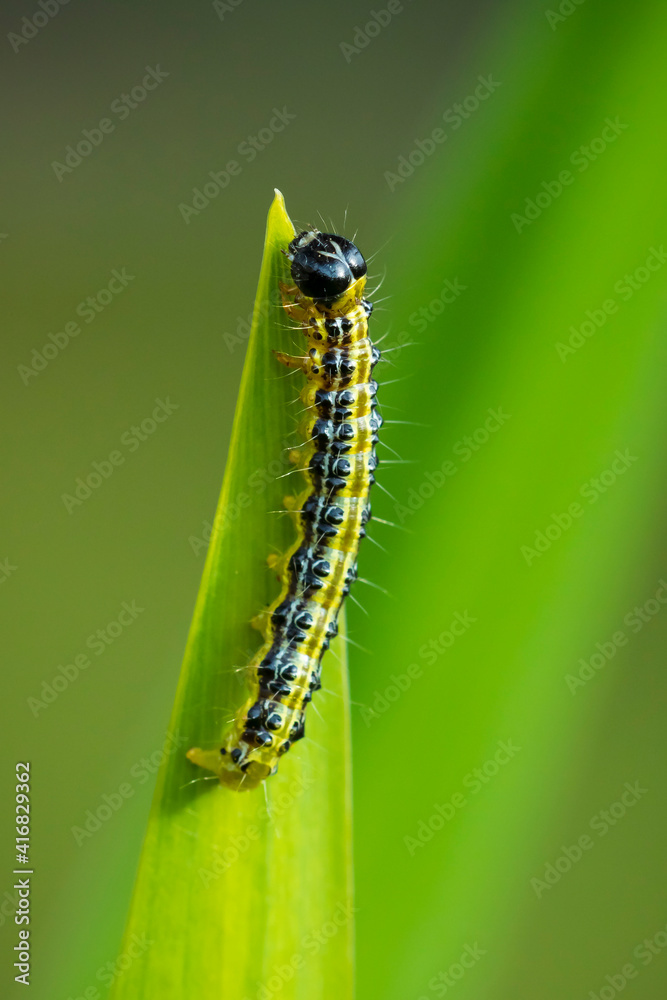 Box tree moth caterpillar, Cydalima perspectalis, closeup