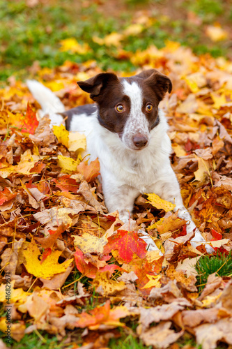 dog in autumn leaves