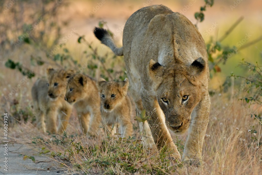 Obraz premium Wild Lions taken in Southern Africa, Kruger Park and Kgalagadi Park