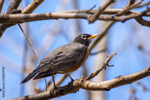 Robin in April.