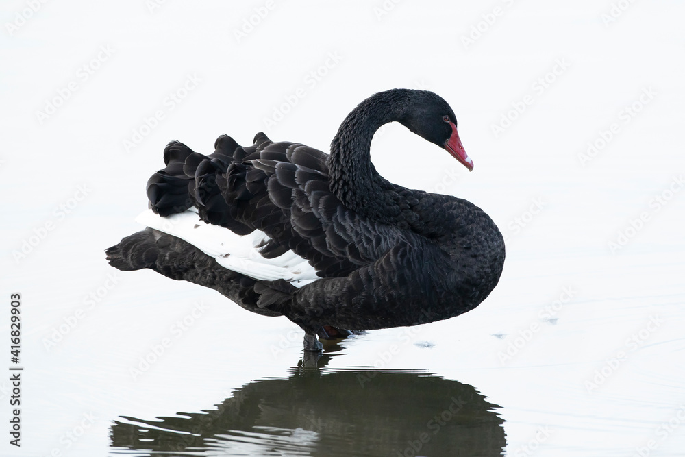 Fototapeta premium Black swan, Cygnus atratus, posing and preening