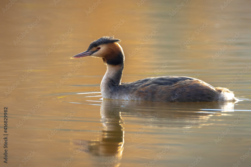 Closeup of a Great crested grebe Podiceps cristatus waterfowl