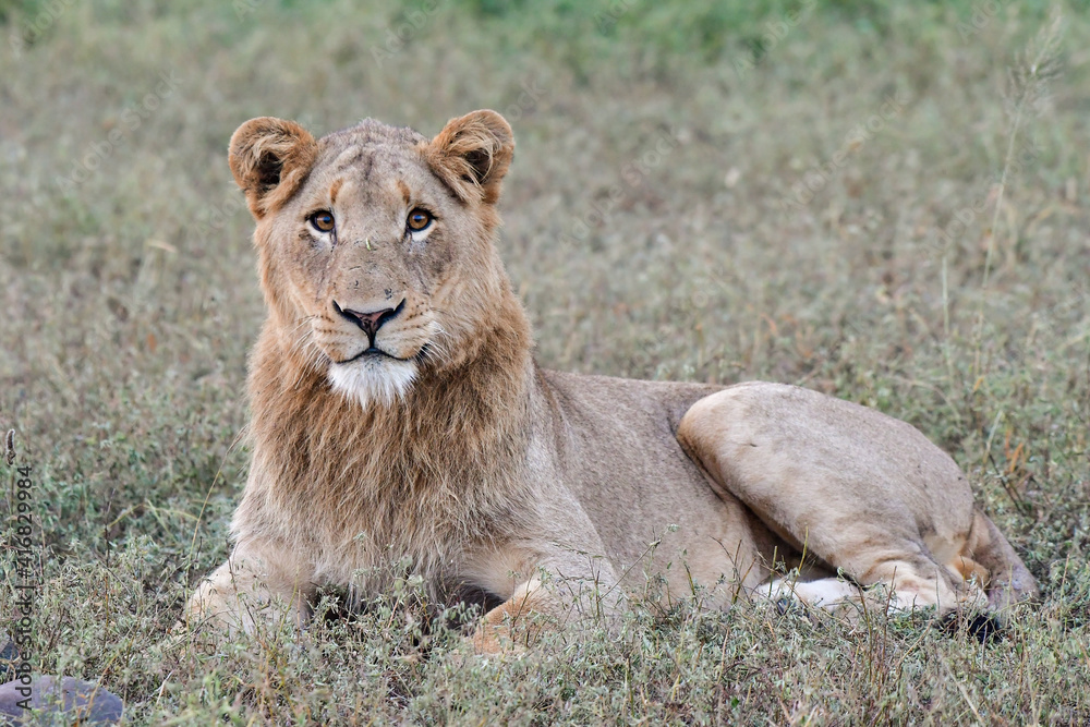 Wild Lions taken in Southern Africa, Kruger Park and Kgalagadi Park Wild Lions taken in Southern Africa, Kruger Park and Kgalagadi Park