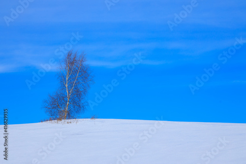 A Solo White Birch Against the Blue Winter Sky in Otsego County, NY.