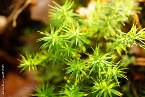 Macro photography of tiny growing green plants in february in forest with copy space