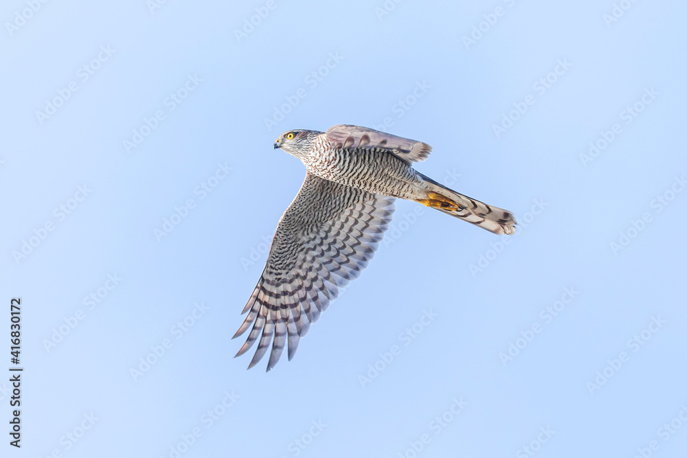 Fototapeta premium Eurasian sparrowhawk, Accipiter nisus, in flight hunting above a field