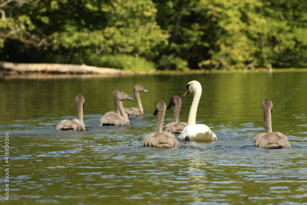 Obraz premium The swan family on the Krutynia river
