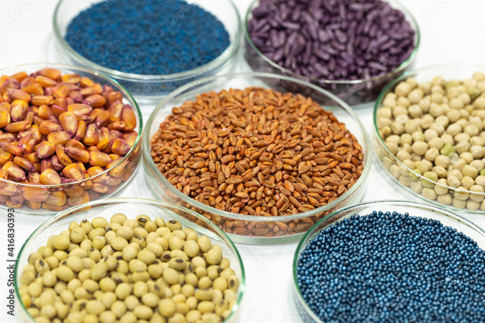 Colorful pesticide-treated rapeseed, sunflower, wheat, pea, soy, and corn seeds in a petri dish in the lab Colorful pesticide-treated rapeseed, sunflower, wheat, pea, soy, and corn seeds in a petri dish in the lab