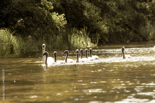 The swan family on the Krutynia river photo