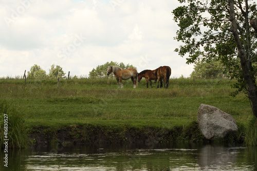 Horses by the river © Lukasz152