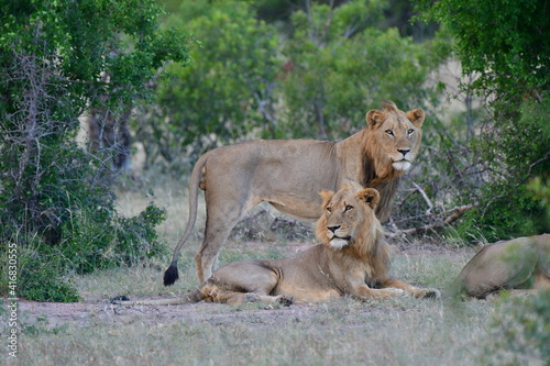 Wild Lions taken in Southern Africa  Kruger Park and Kgalagadi Park