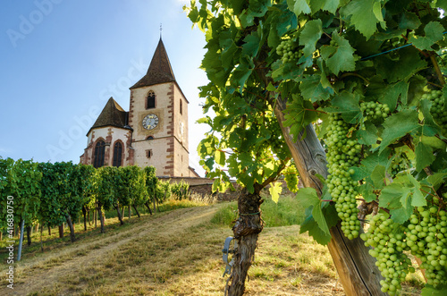 Green summer bunches of grapes near the medieval church of Saint-Jacques-le-Major in Hunawihr, village between the vineyards of Ribeauville, Riquewihr and Colmar in Alsace wine making region of France photo
