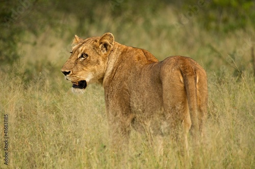 Fototapeta Naklejka Na Ścianę i Meble -  Wild Lions taken in Southern Africa, Kruger Park and Kgalagadi Park