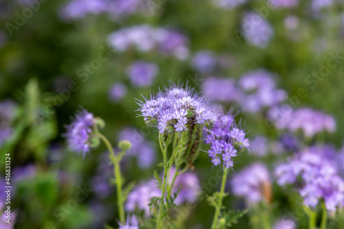 The field is blooming phacelia - a special honey plant for bees