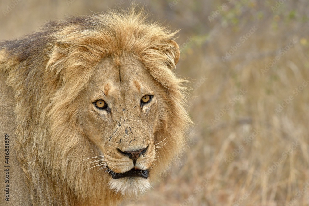 Wild Lions taken in Southern Africa, Kruger Park and Kgalagadi Park