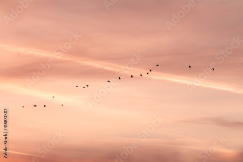 bandada de pájaros volando en formación sobre un atardecer dorado y suaves nubes photo