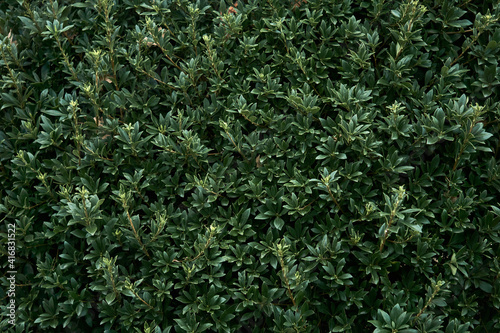 Fotografie vegetative background of leaves - laurel hedge