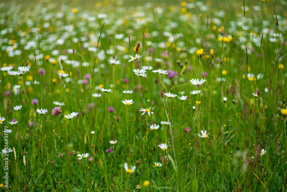 Wunderschöne Blumenwiese in den Bergen Wunderschöne Blumenwiese in den Bergen